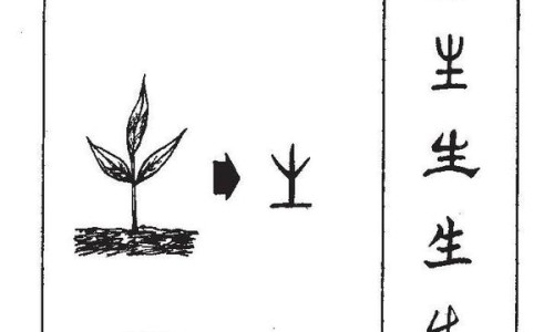 姜水半夏副作用与禁忌-权威姜水半夏别名叫什么平台,分享专业姜水半夏别名叫什么知识_姜水半夏的功效与作用及禁忌症网